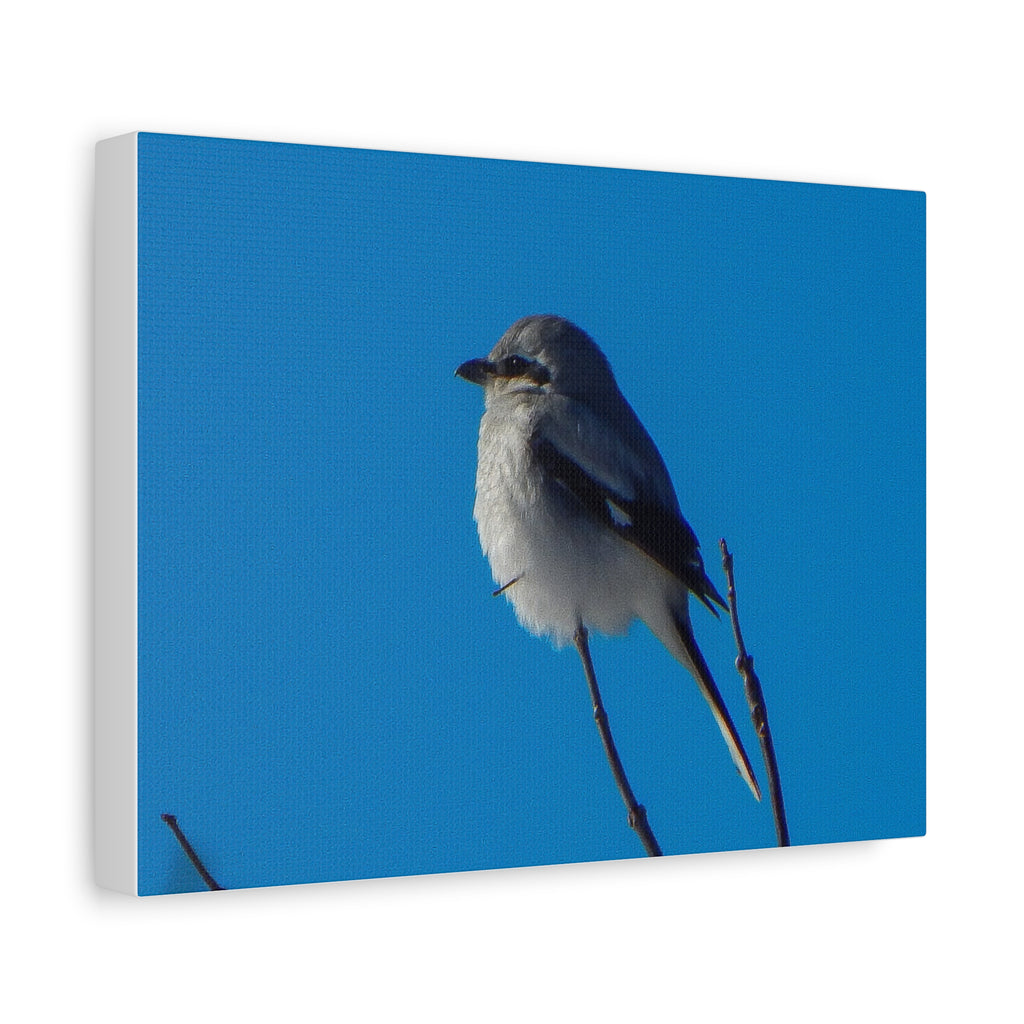 Loggerhead Shrike Canvas Print - Matte Stretched Wall Art