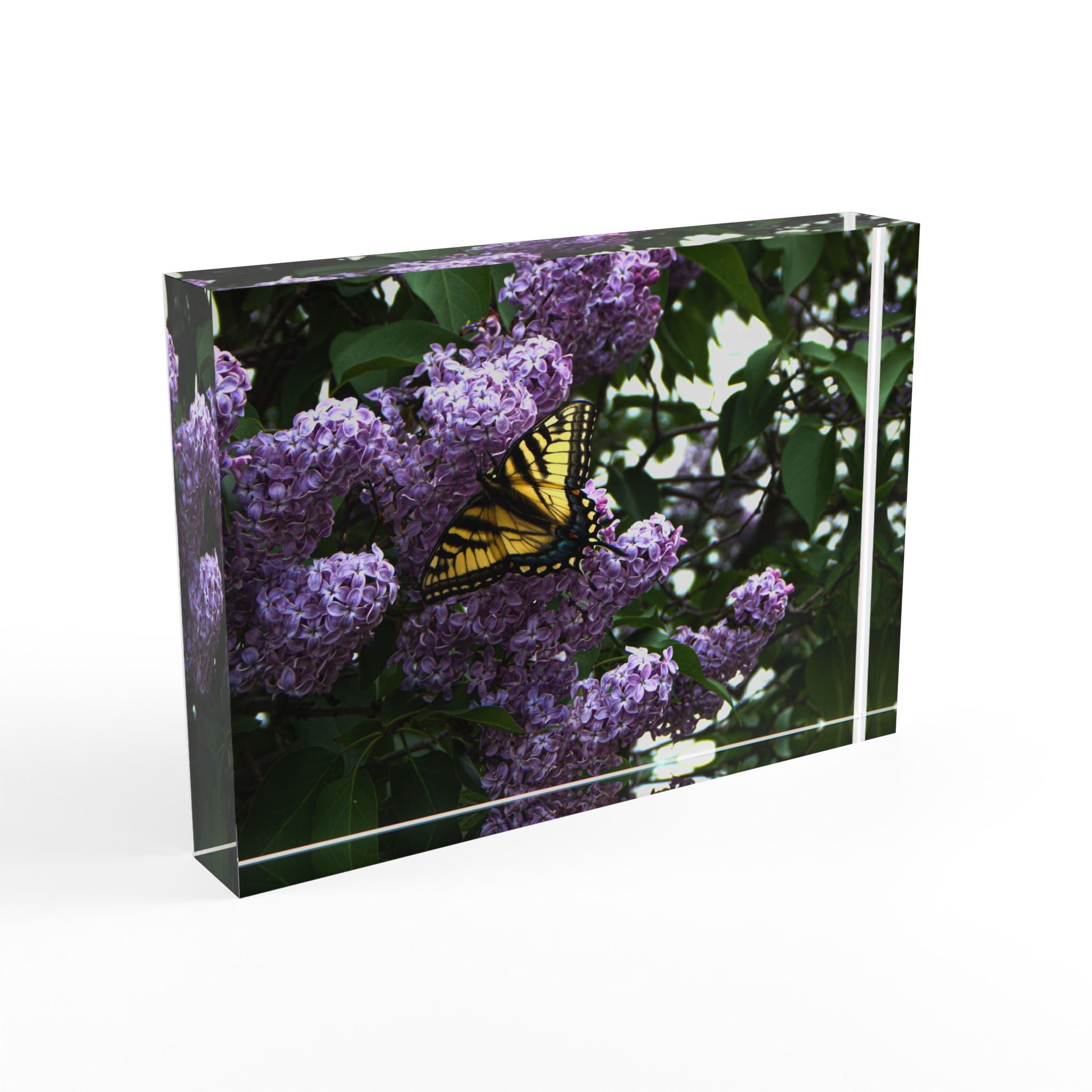 Butterfly on Lilac Photo Block – Spring Nature Decorative Display