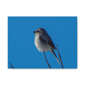 Loggerhead Shrike Canvas Print - Matte Stretched Wall Art