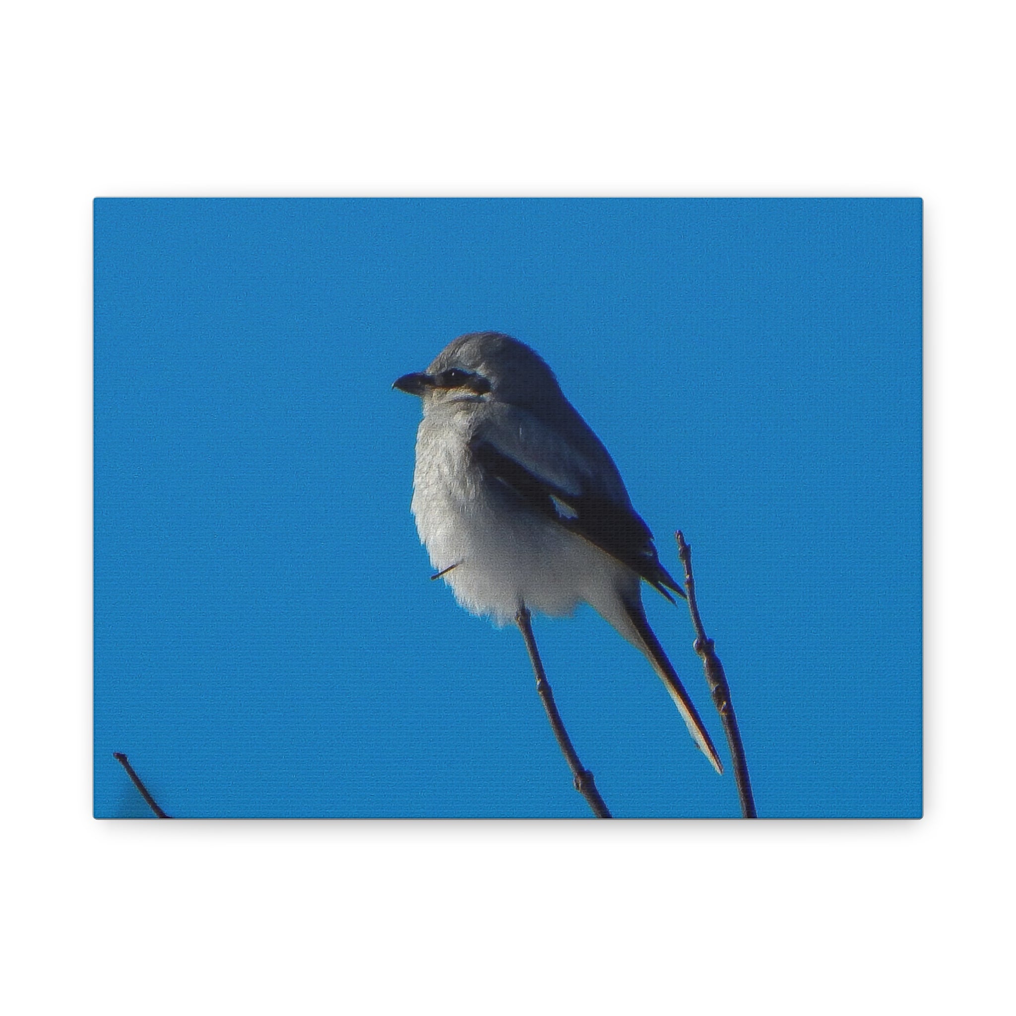 Loggerhead Shrike Canvas Print - Matte Stretched Wall Art