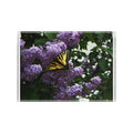 Butterfly on Lilac Photo Block – Spring Nature Decorative Display
