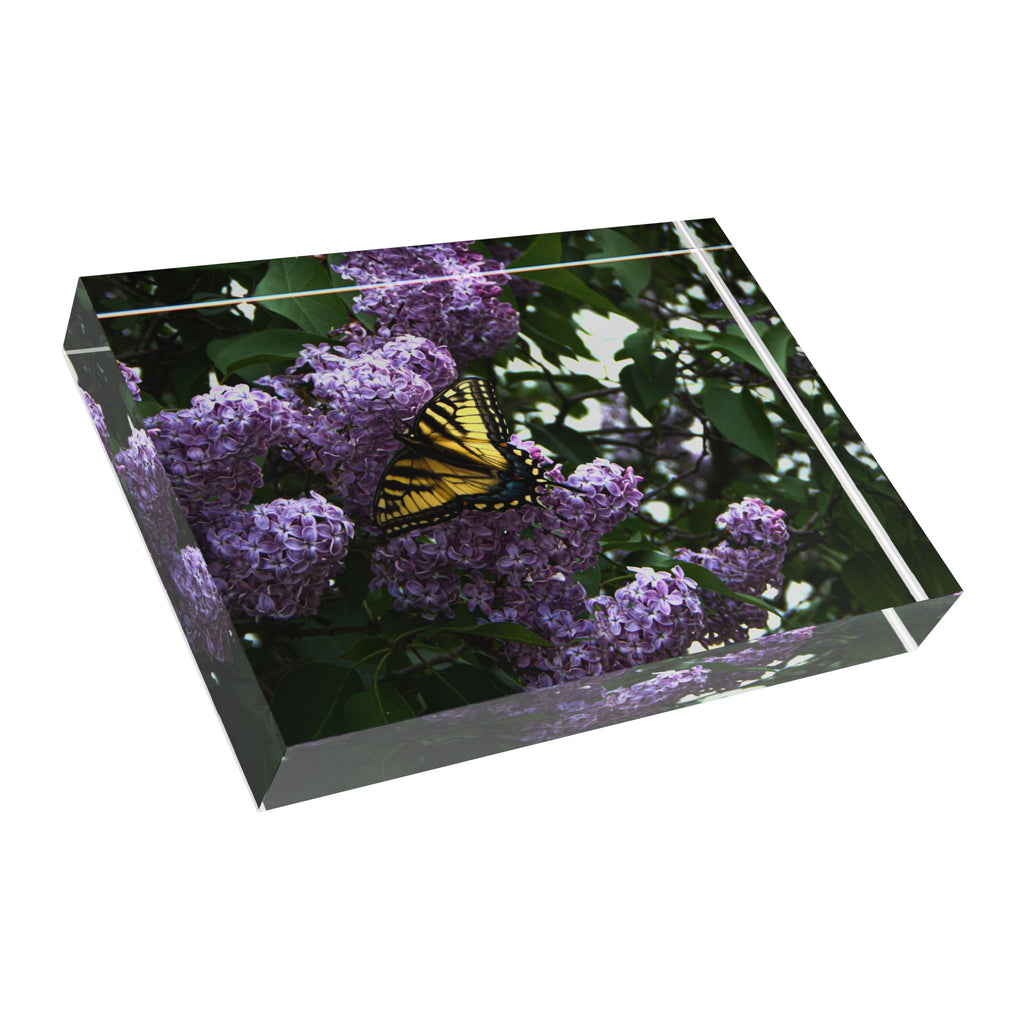 Butterfly on Lilac Photo Block – Spring Nature Decorative Display