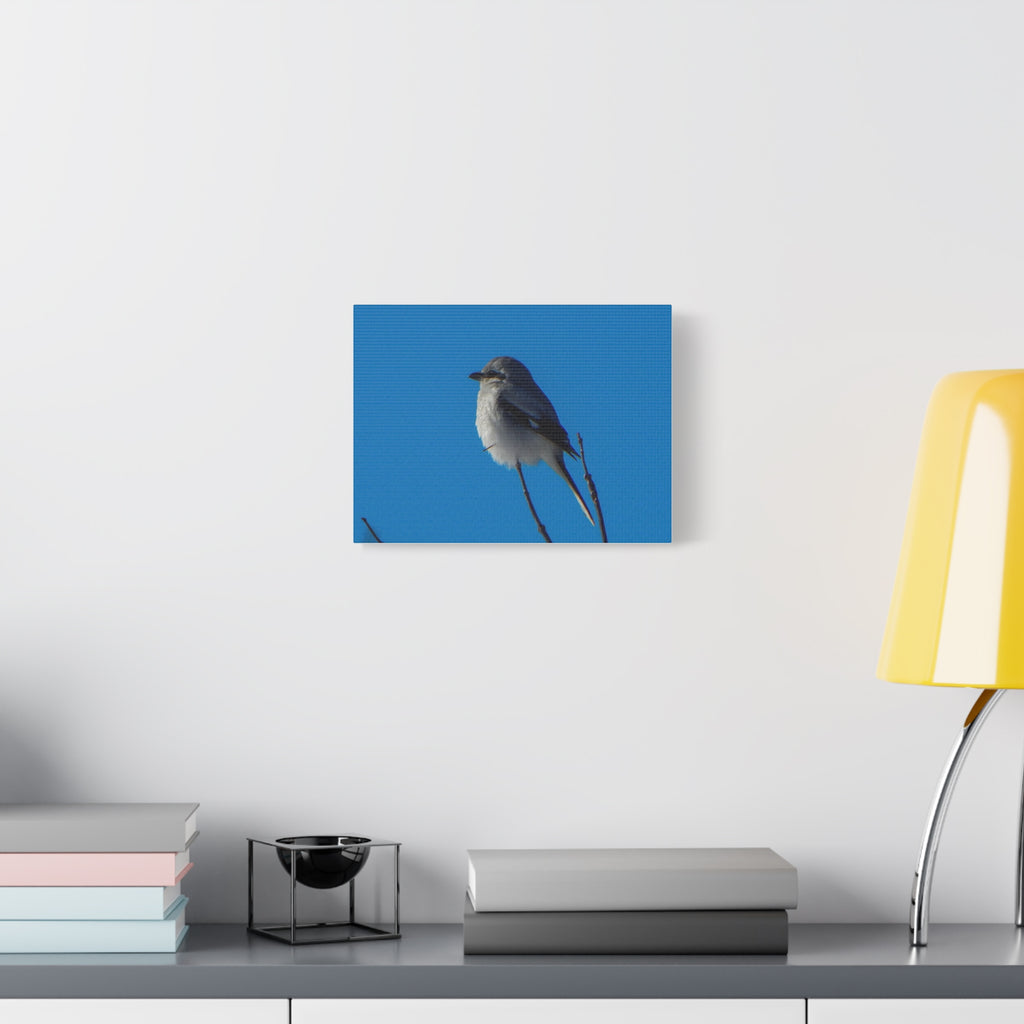 Loggerhead Shrike Canvas Print - Matte Stretched Wall Art